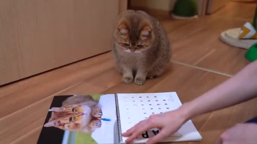 Hosico Calendar 2021!