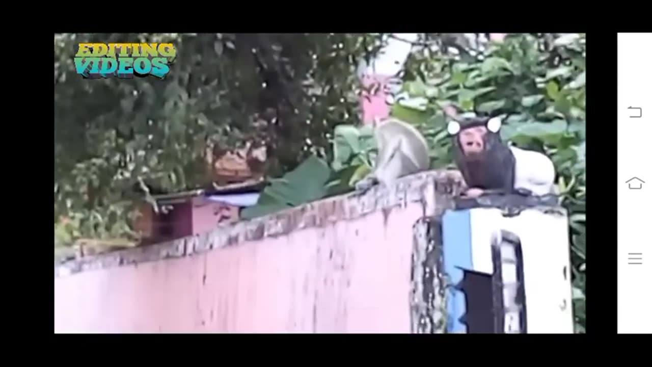 Fight to finish between cat and monkey