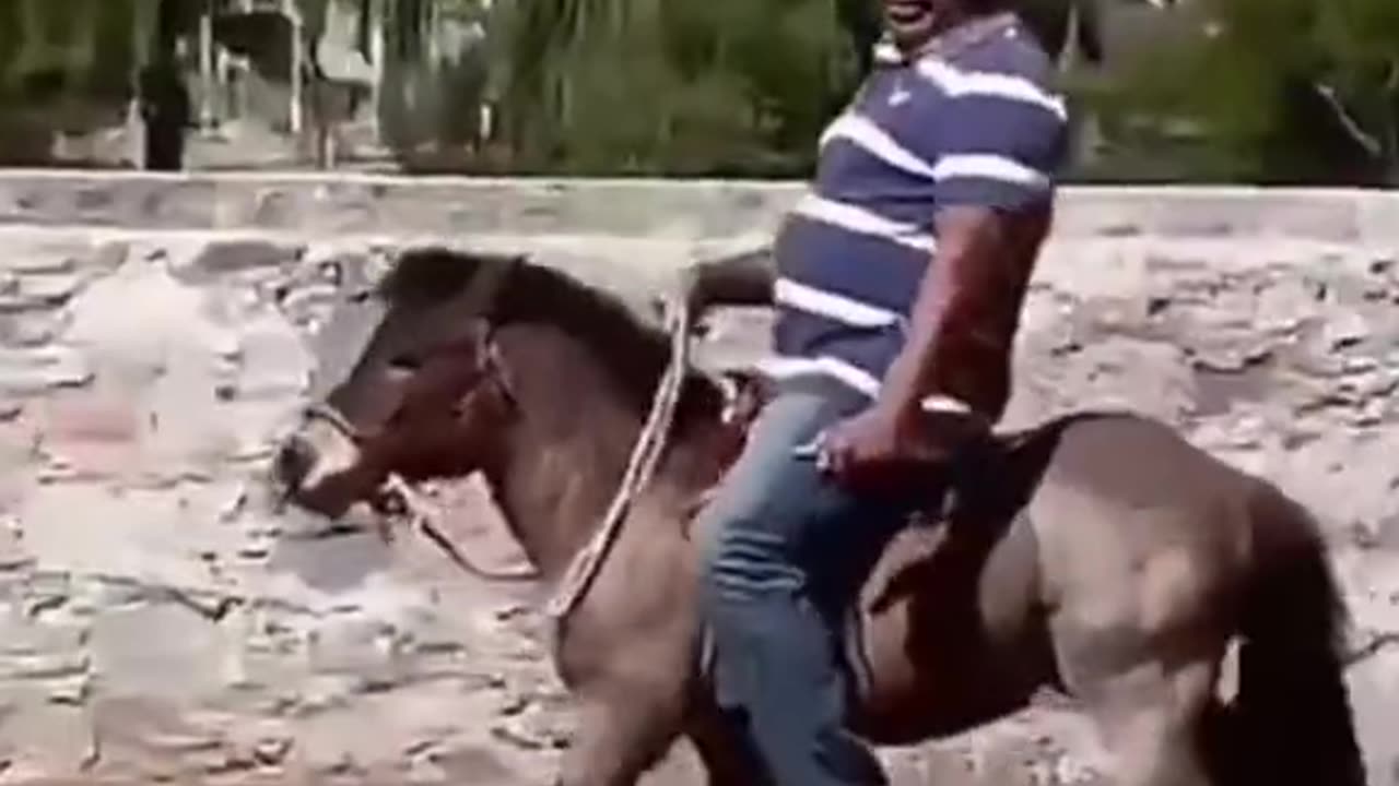 Donkey Riding Funny