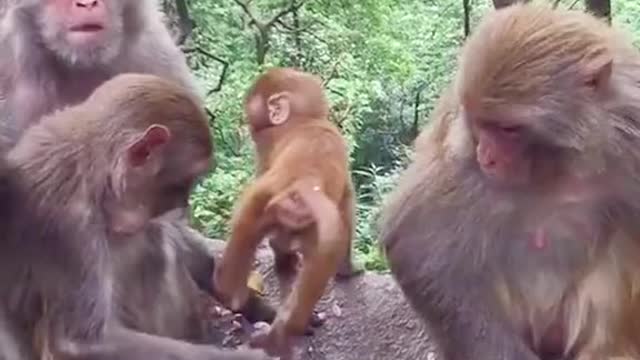 Funny monkey playing