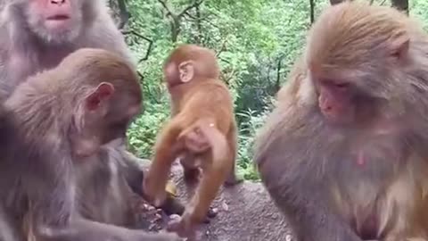 Funny monkey playing