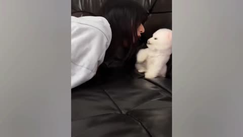 Cute White Dog Gets Annoyed By Girl