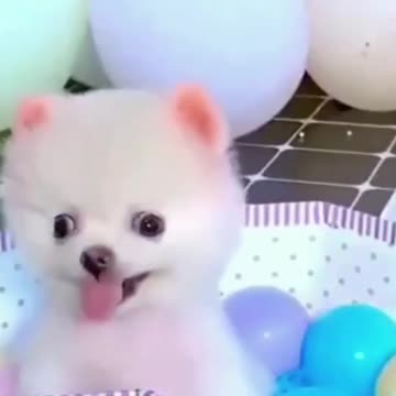 Baby Dogs - Cute and Funny Dog Videos Compilation