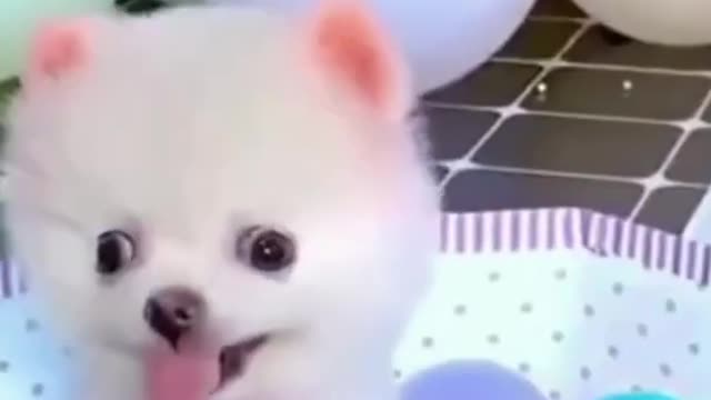 Baby Dogs - Cute and Funny Dog Videos Compilation