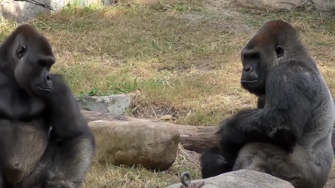 Gorilla Fight Club 2 FYV-1