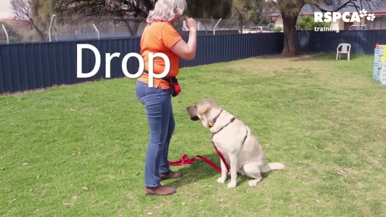 FREE Dog Training Series: how to teach your dog to sit and drop!