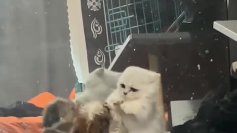 cat boxing