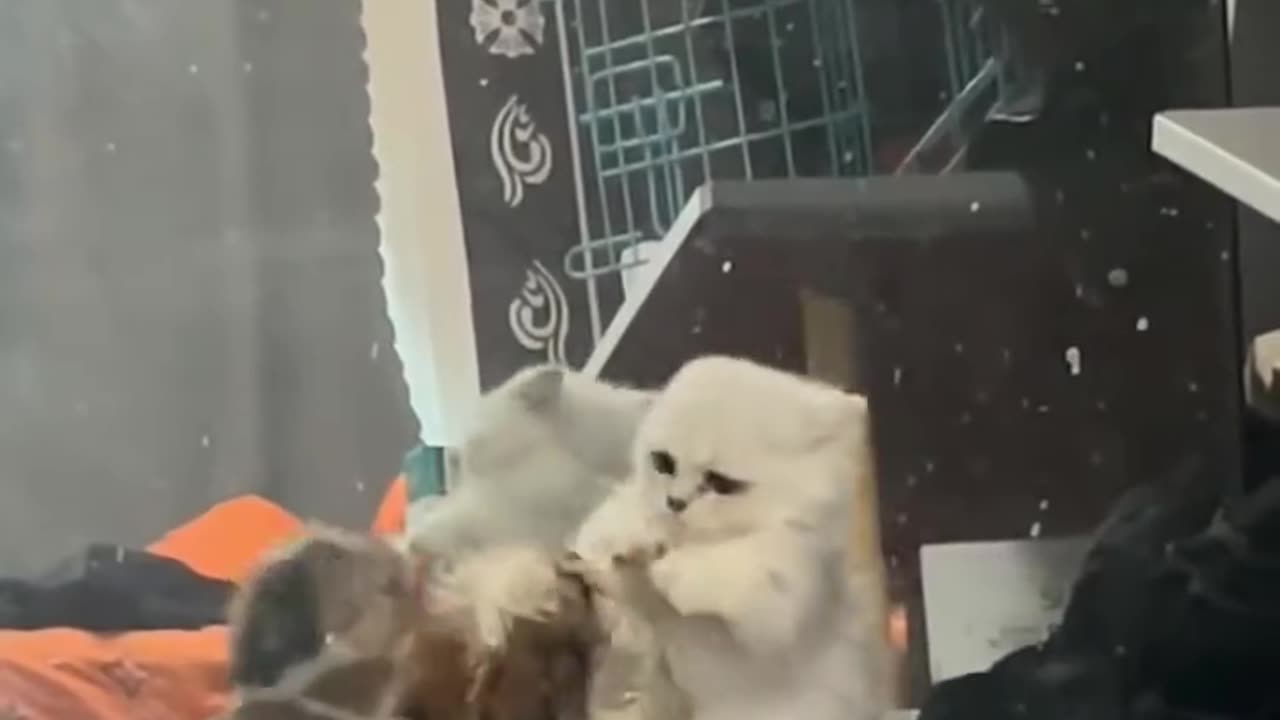 cat boxing