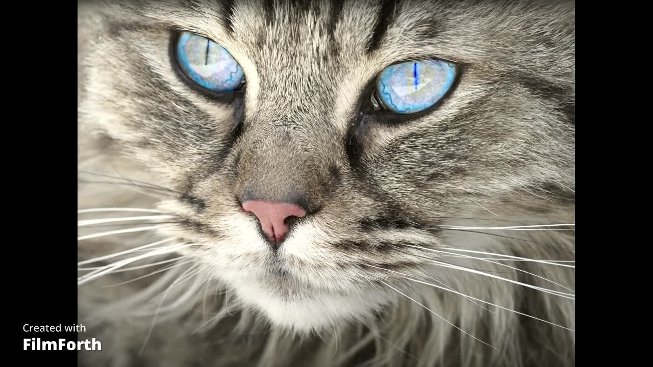 CAT WITH BEAUTIFUL EYES