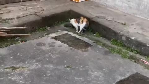 Funny cat video