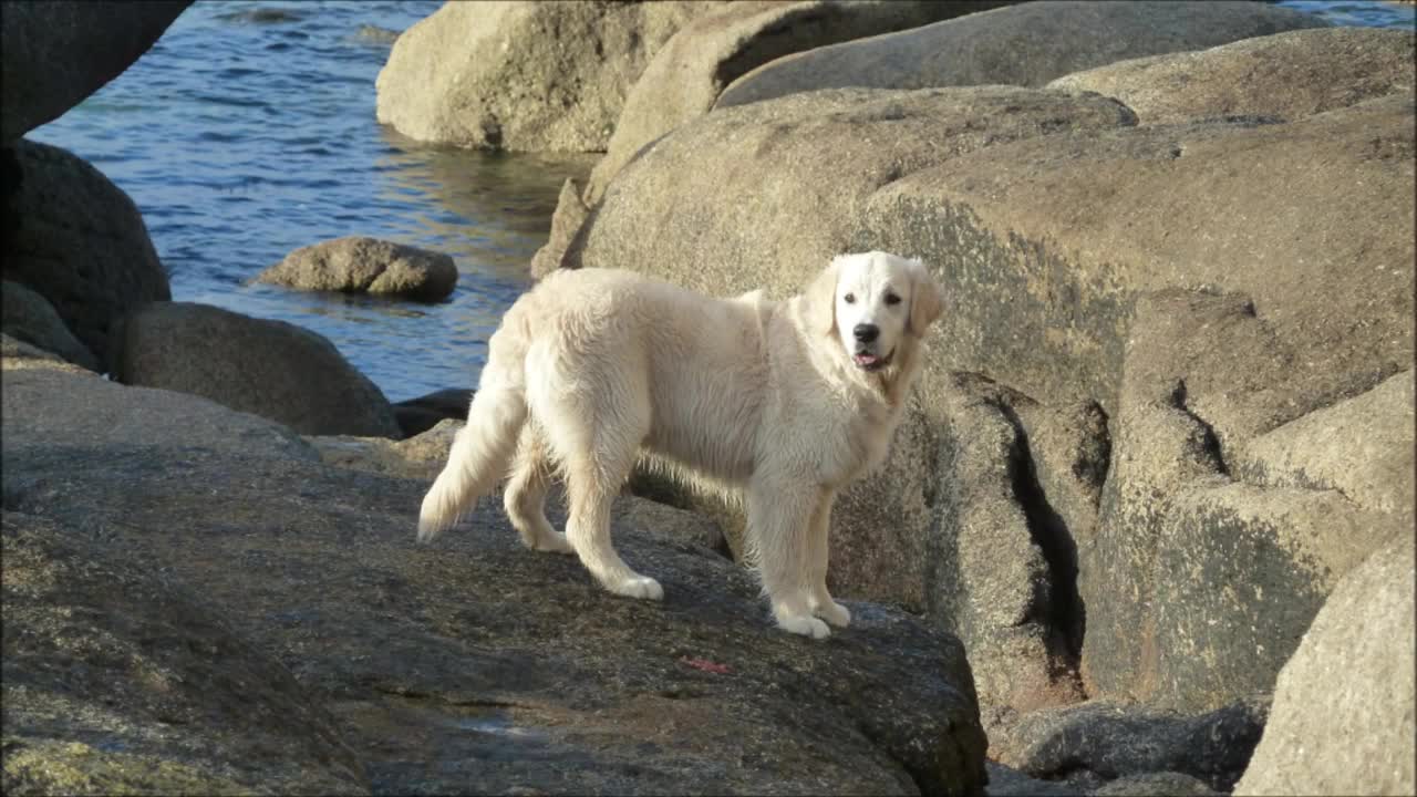 Evolution d'un Golden Retriever lover