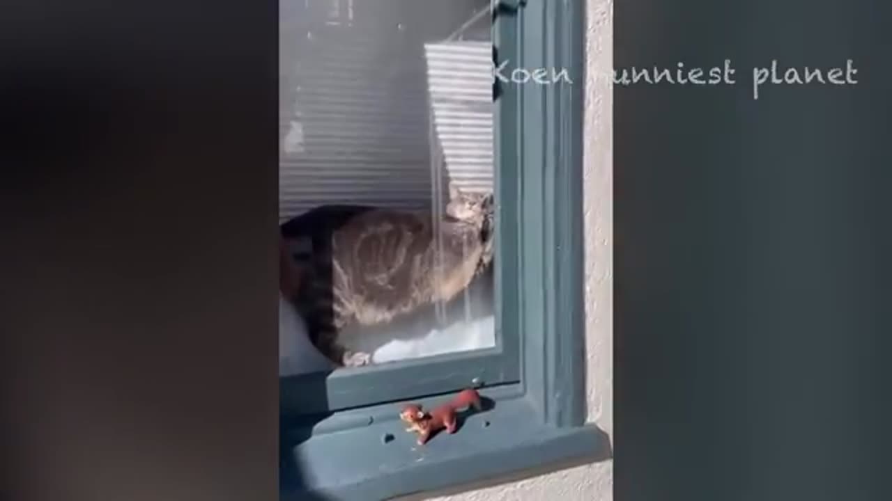 Funny memes