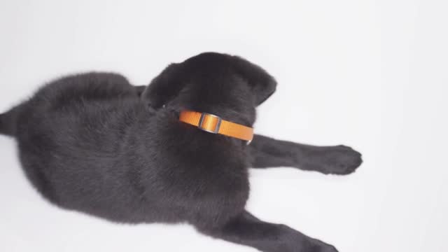 Labrador Retriever puppy on white screen playing