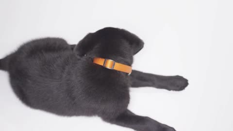 Labrador Retriever puppy on white screen playing