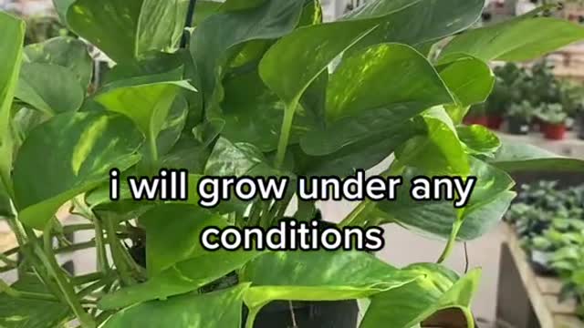 i will grow under any conditions