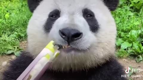 Pandas eat bamboo shoots