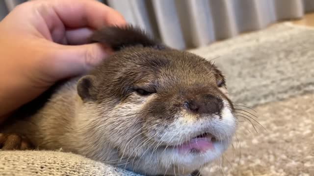 otter that is difficult for the owner to go to a convenience store