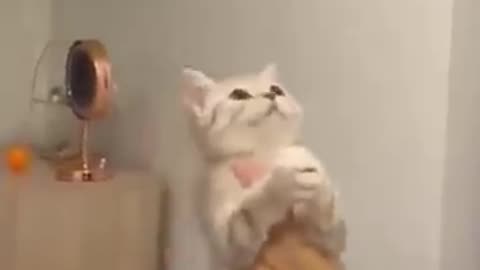 Funny cat