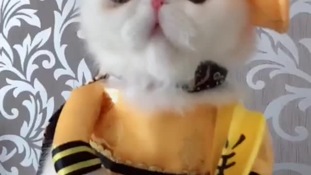 OMG So Cute Cats ♥ Best Funny Cat ❤️🐈Videos 2021 #shorts