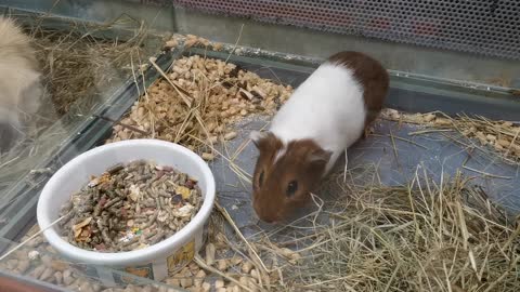 Guinea _pig very cute