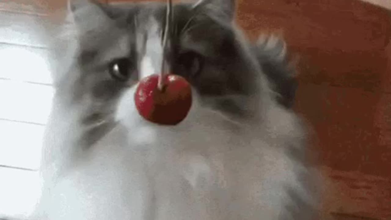 Cute Cat Gif