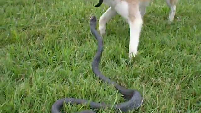 Dog vs Snake best fight