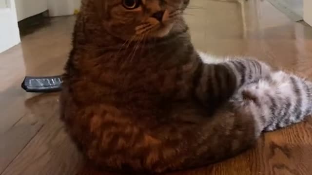 Cat angry and forgive you#catsoftiktok #catlover #cats #kitten