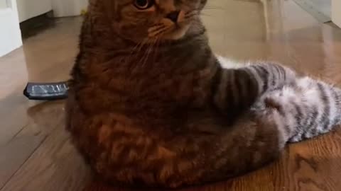 Cat angry and forgive you#catsoftiktok #catlover #cats #kitten