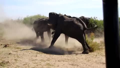 Dangerous elephant fight