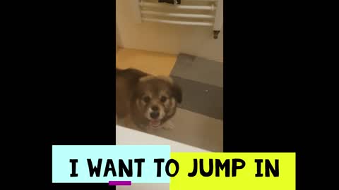 Cutest puppy wants to ...