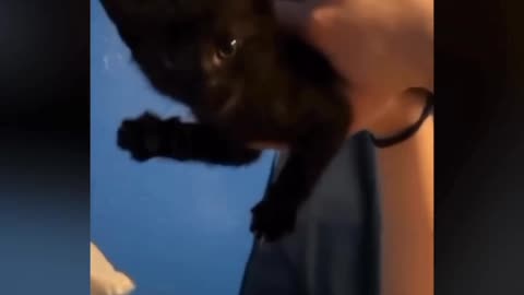 Funny cat