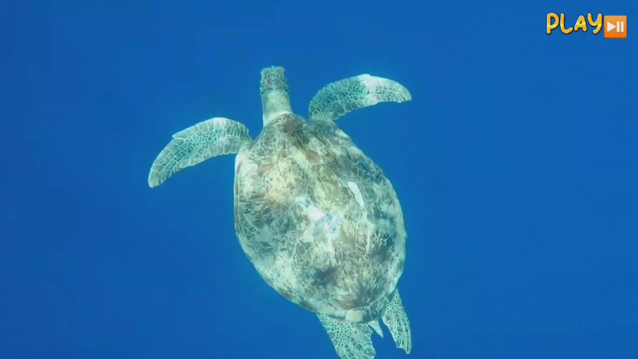 beauty of underwater