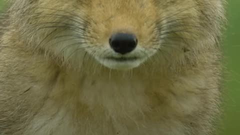 Tibetan Foxes~They're giving co-parenting goals