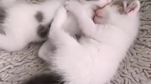 Cat babys fighting together