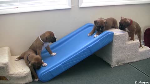 Puppies playing funny video