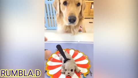 Try Not To Laugh When See Funny Pet Reaction to Cutting Cake!part.1