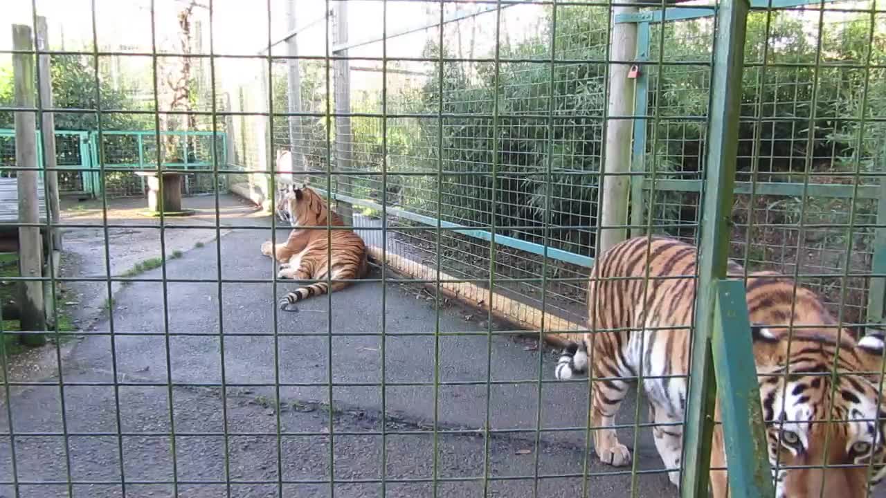 Cubs Meet Adult Tiger for the First Time | Tigers About The House | BBC Earth