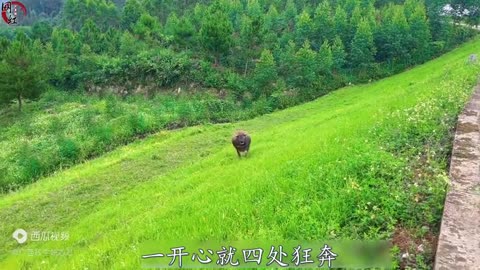 Guangxi girls treat cows play coquetry, and can wake up its owner