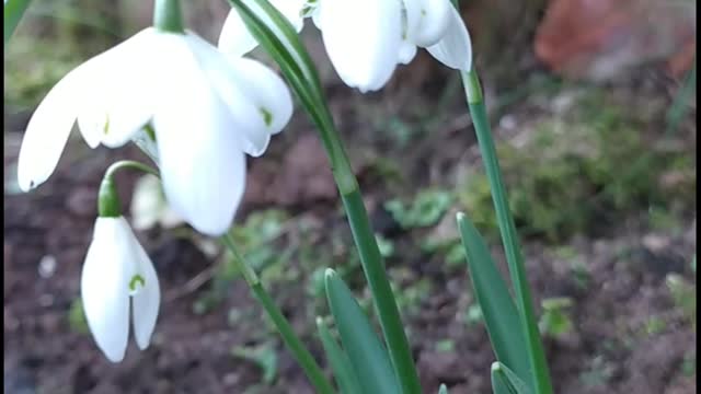 Snowdrops