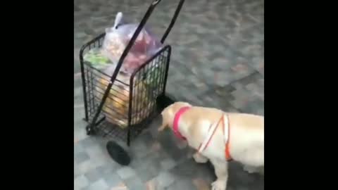 This dog push up the trolly so funny 😂