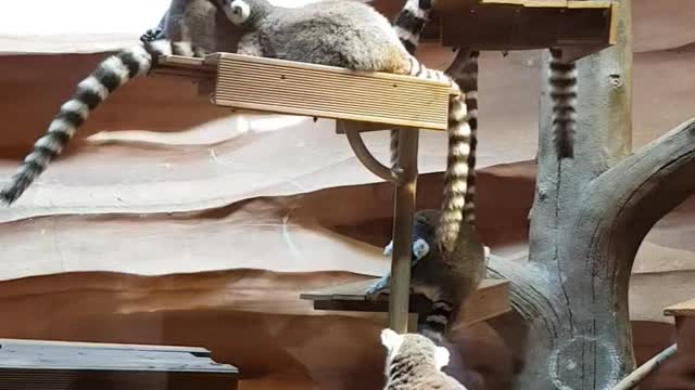 Raccoons in Korean zoo(Everland)