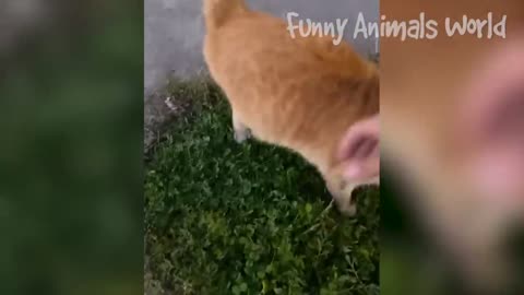 Funniest Dogs And Cats Videos 😅 - Best Funny Animal Videos 2023 😜👌 #2