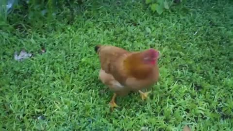 Chicken And Cat Amazing Video