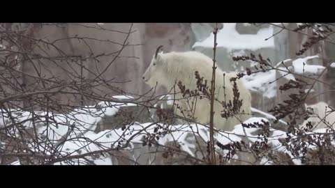 MOUNTAIN GOATS - These Creatures Don’t Care About The Laws Of Physics Despite Their Hooves9