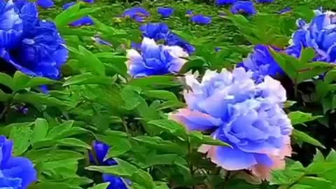 Blue peony