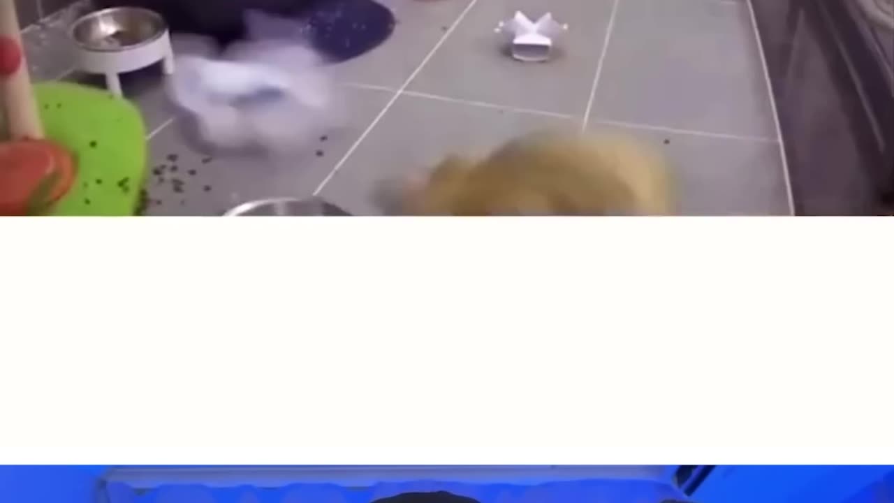 funnest cats moments 🤣🤣😆| follow now| sachinpardhan01