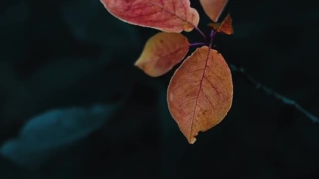 first sights of fall is here already..