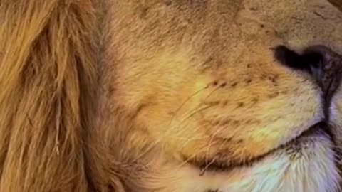 Animal world amazing 125