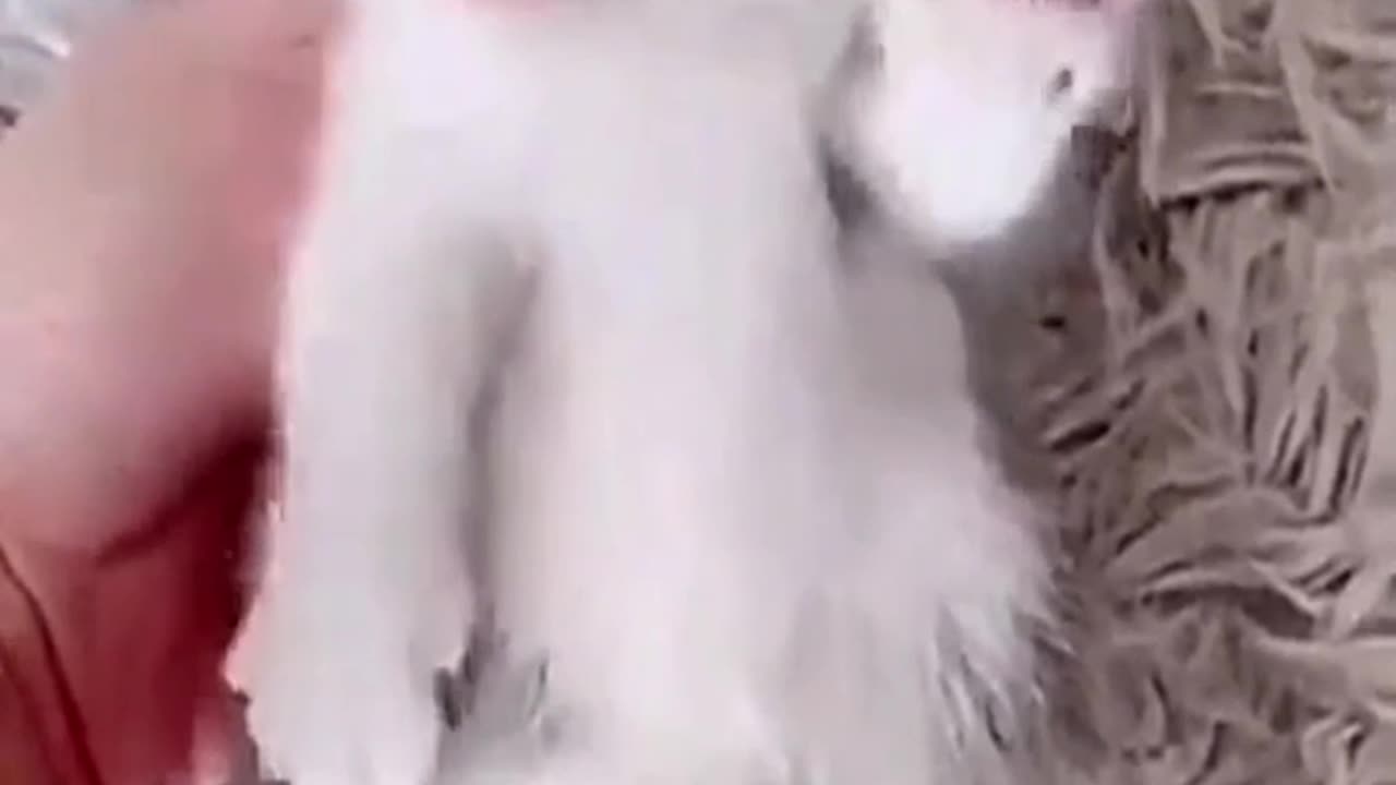 funny cat and dog videos