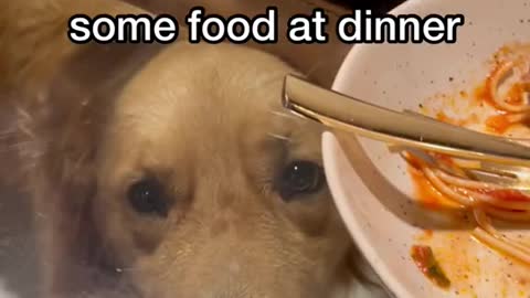 My dog hoping。someonewill dropsome food at dinner